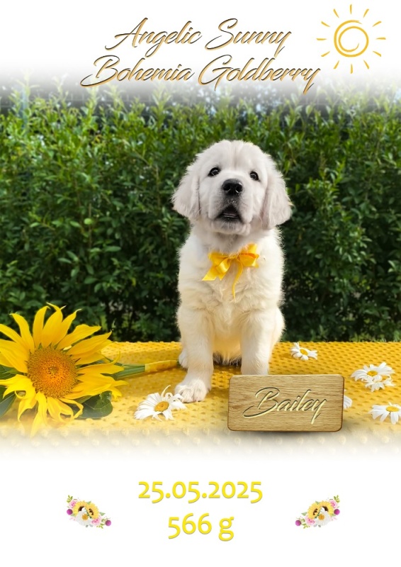 Sunny